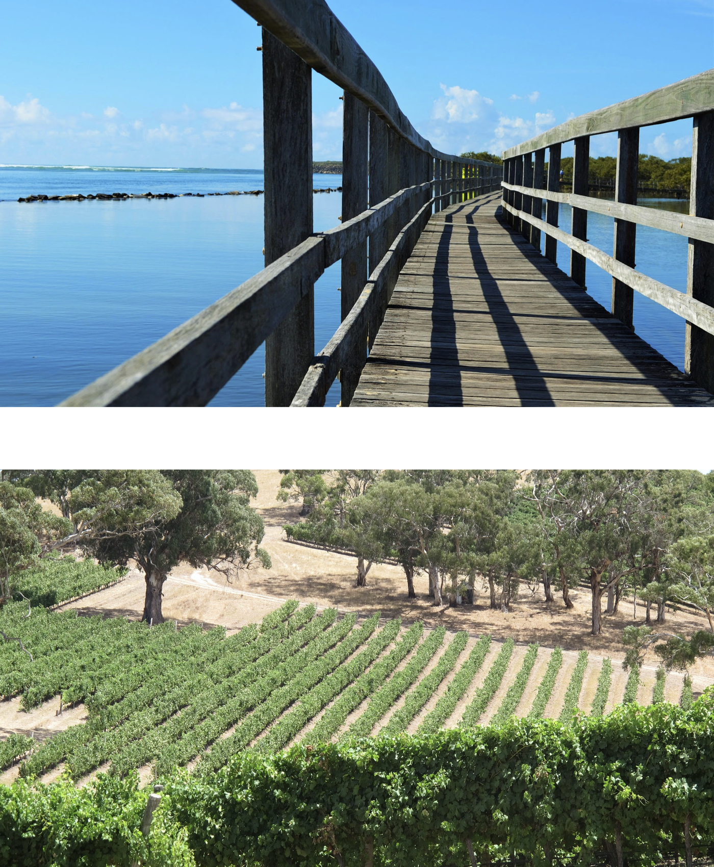 Image of jetty and vineyard