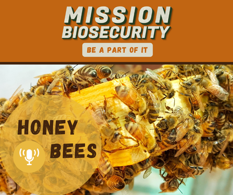 Honey Bees Podcast